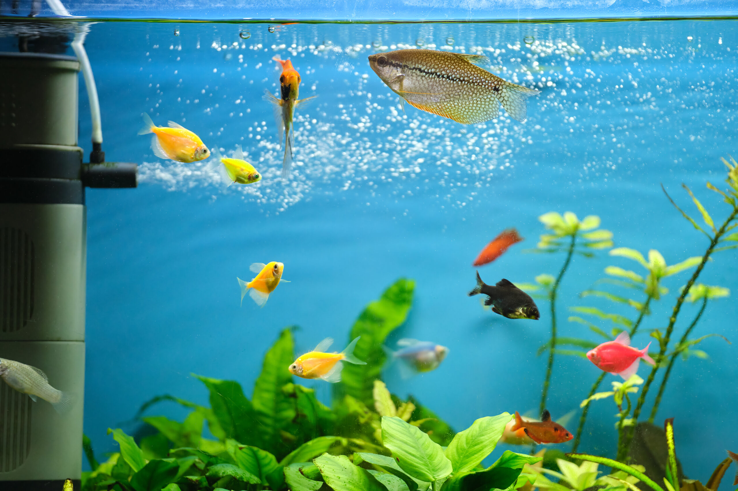Visland Cleaner Pump Cleaner Fish Tank Siphon Pump For Aquarium 